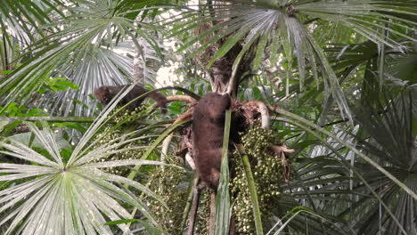 Wild-Coati-Seen-Eating-Berries-From-Tree-On-The-Camino-Del-Oleoducto-Trail