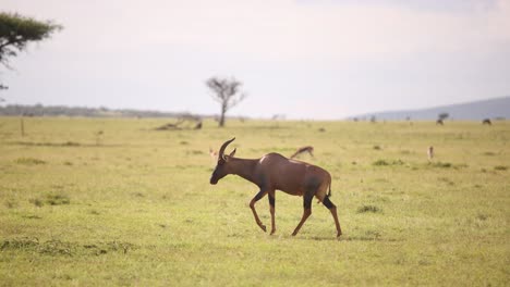 Topi-Zu-Fuß-Durch-Die-Savanne-Auf-Safari-Im-Masai-Mara-Reservat-In-Kenia-Afrika