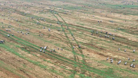 hundreds of common cranes (grus grus) have gathered on the harvested field before migrating south. saaremaa, estonia.