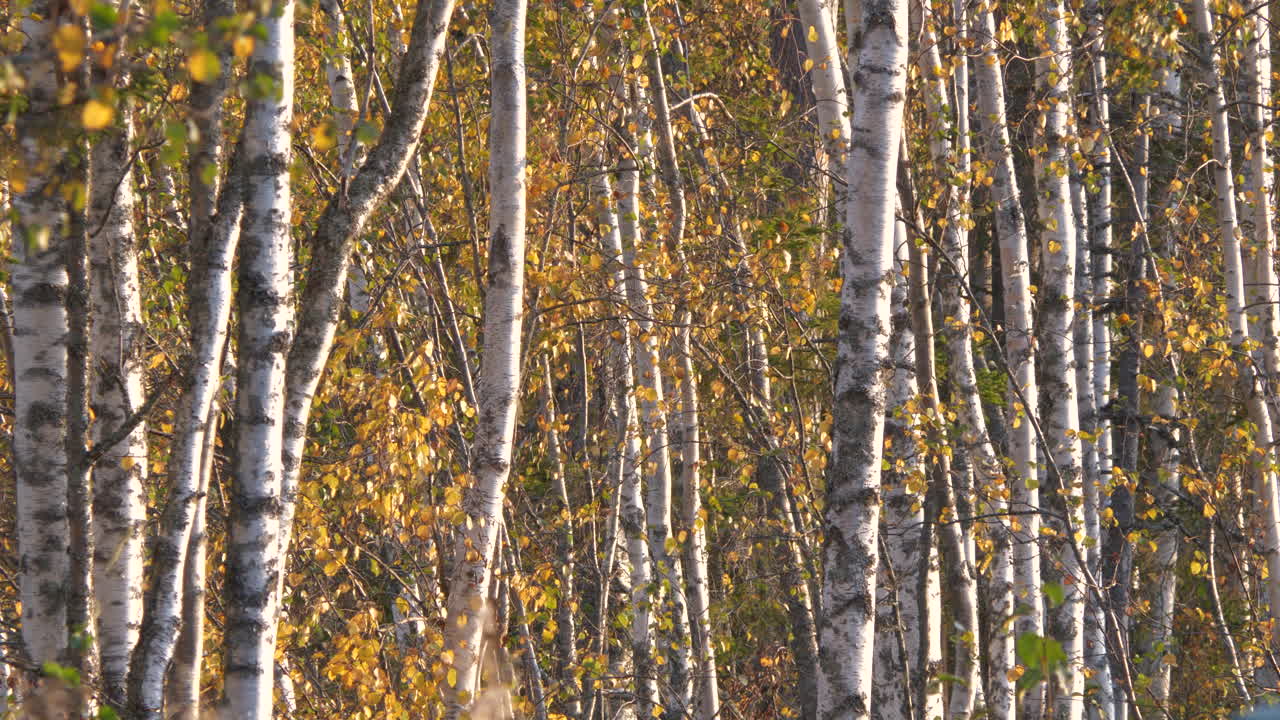 troncos de abedules y hojas amarillas en otoño, tiro de fondo estático