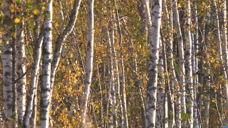 birch trees trunks and yellow leaves in autumn, static background shot