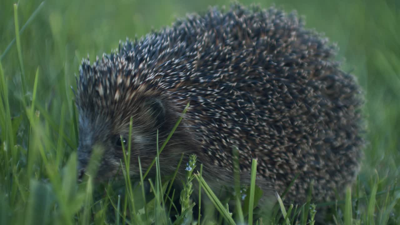 Europäischer Igel in der Abenddämmerung auf Insektenjagd
