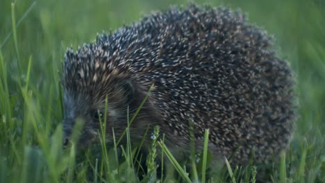 european hedgehog in evening dusk went out for bugs