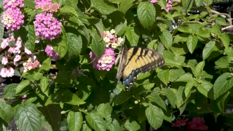 wide angle of a yellow butterfly feeding on pink flowers in the summer