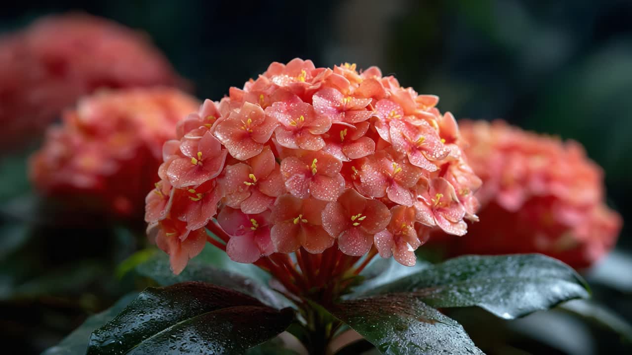A Stunning Display of Dew-Kissed Pink Blossoms Captured in a Lush Green Background, Showcasing Nature's Vibrant Beauty and Intricacy in Floral Arrangement