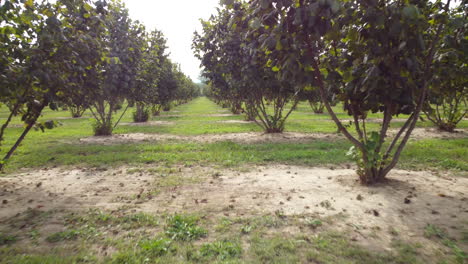 hazelnut trees agriculture organic cultivation field