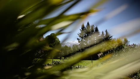 Montañas-Y-árboles-Visibles-A-Través-De-Las-Hojas-De-Palma-De-Un-árbol-De-Col