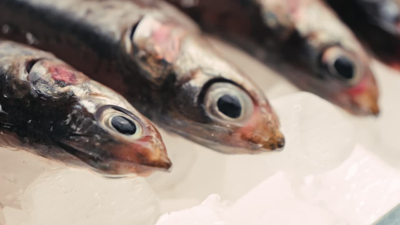anchoas frescas en hielo