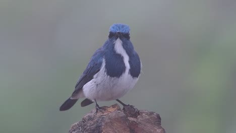 the ultramarine flycatcher, also known as the white-browed blue flycatcher, a winter migrant to thailand, is very friendy to people