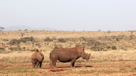 Frontal-and-profile-views-of-two-white-rhinos-in-golden-hour-sunlight