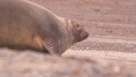 Female-Elephant-Seal-moving-towards-the-sea-waves-to-enter-water,-blubber-moving-GALUMPHING