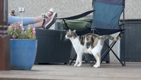 gato negro, blanco y jengibre frotándose contra una silla de camping, cámara lenta