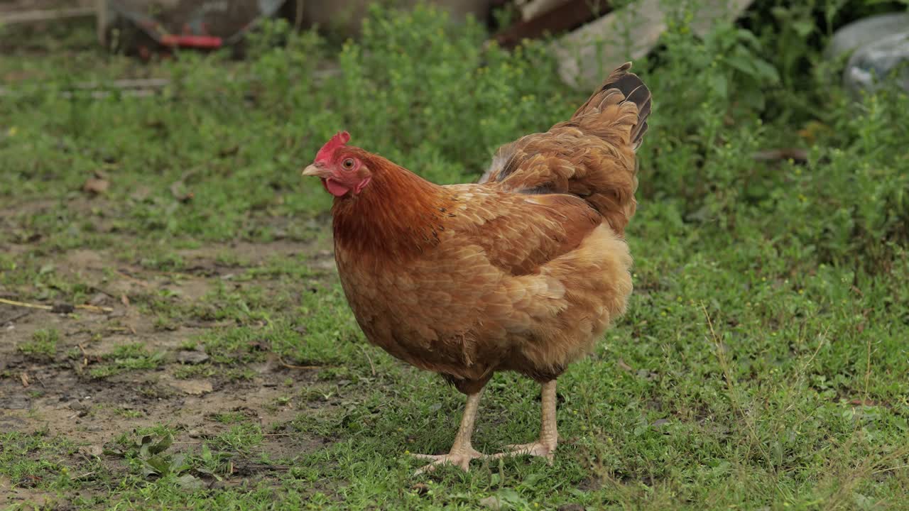 el pollo marrón doméstico camina por el suelo. el fondo de la hierba verde en la granja. búsqueda de alimento