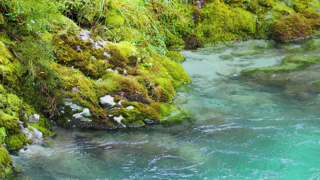 Turquoise river rapids rush past moss-covered rocks in lush temperate forest, steady camera movement