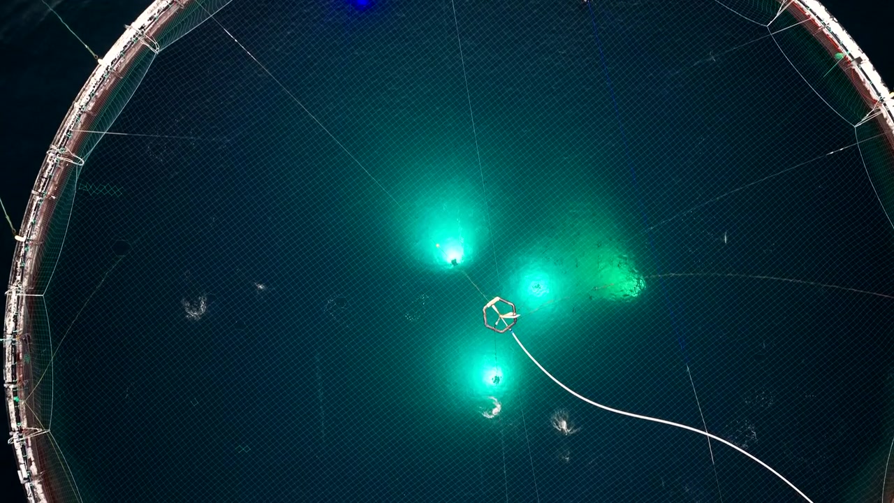 Salmon in illuminated round marine pens of aquafarm leap out of water, top drone