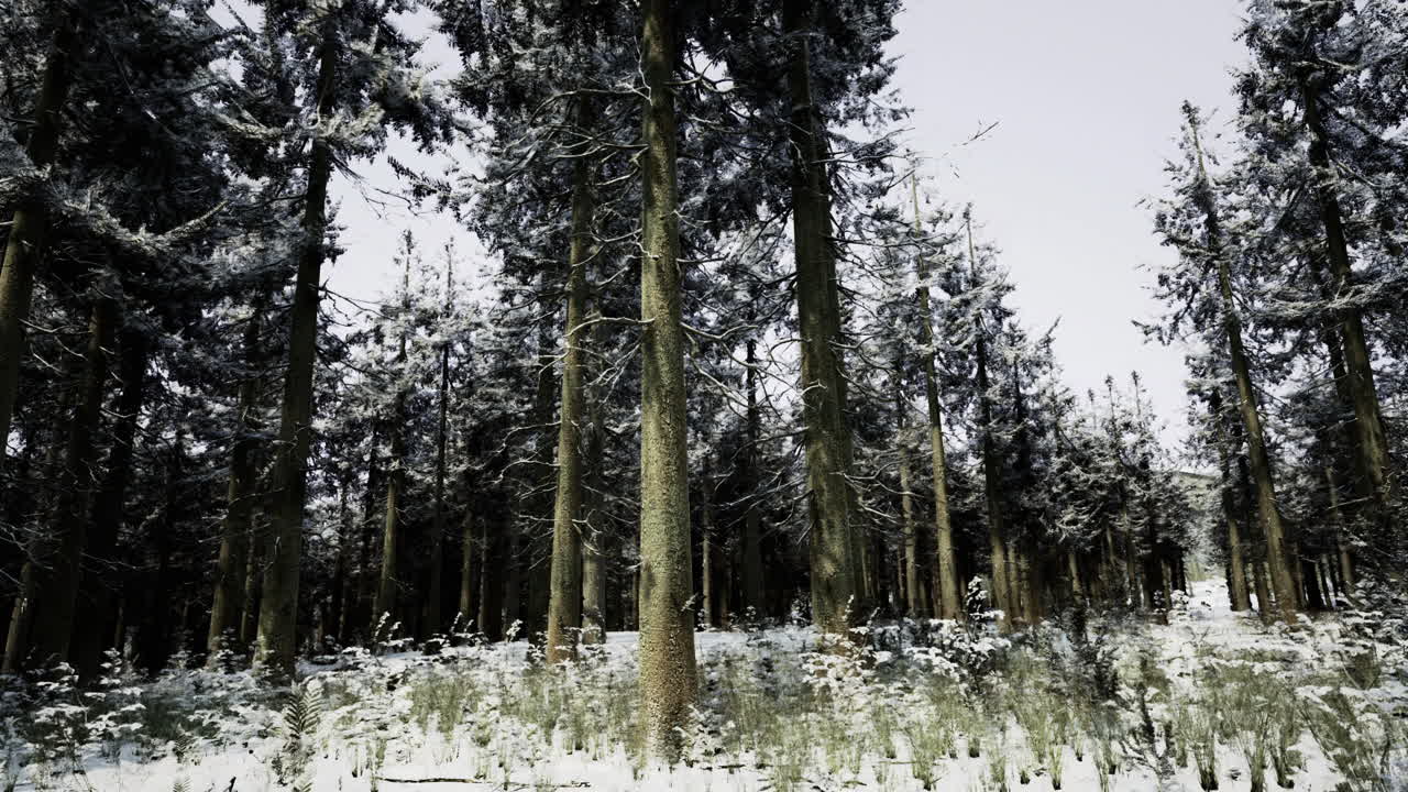 Snow covered forest showcasing tall trees in winter