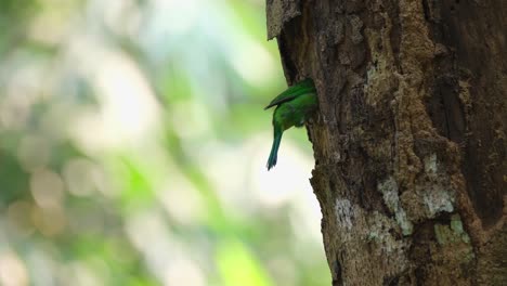 barbet macho cavando un agujero para su nido en un tronco de un árbol, barbet de orejas azules psilopogon cyanotis, tailandia