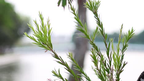 tree branch swaying gently by the river