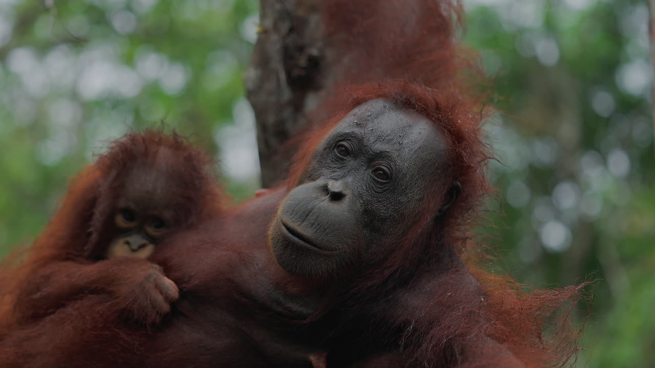Orangutan Mother and Baby