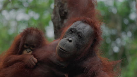 orangutan mother and baby