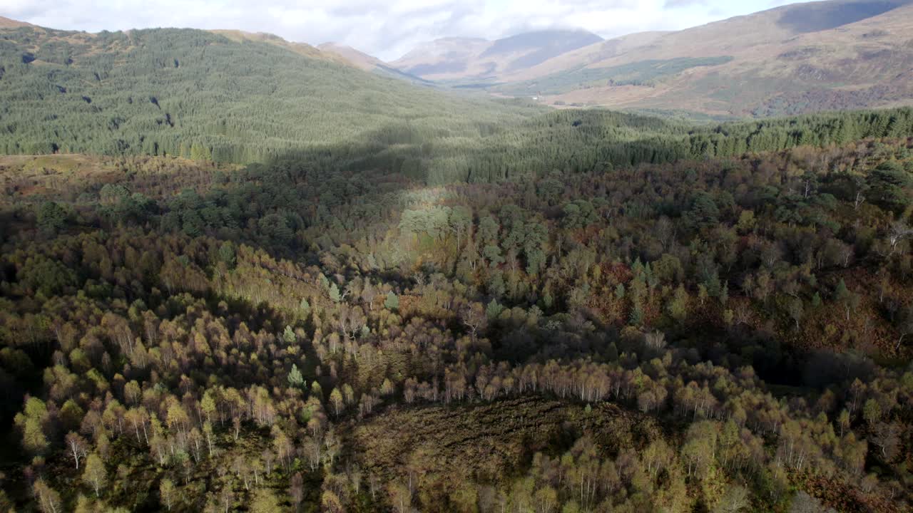 무인 항공기는 완전한 가을 색의 토착 자작 나무 숲 캐노피와 언덕이 많은 풍경 사이에 위치한 비 토종 침엽수 농장 위로 뒤로 날아갑니다.