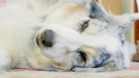 a dog with light grey and white fur is lying on the floor while a human's hand is scratching under his neck