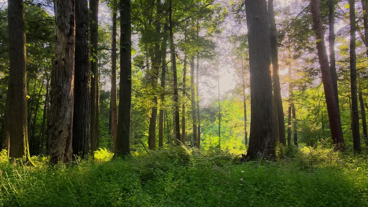 Riprese video fluide da drone di una foresta magica, rigogliosa e verde con una bellissima luce dorata in estate