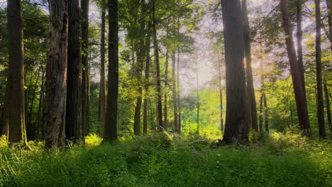 Flüssiges-Drohnen-Videomaterial-Eines-Magischen,-üppigen,-Grünen-Waldes-Mit-Wunderschönem-Goldenem-Licht-Im-Sommer