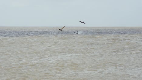 dos pelícanos se zambullen en cámara lenta en el agua de la bahía de galveston