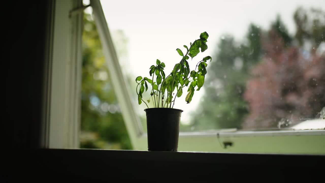 Small basil plant standing on a sill in front of cracked open kitchen window