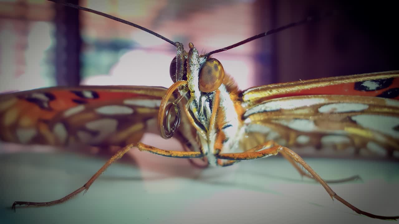 una foto macro de una mariposa monarca