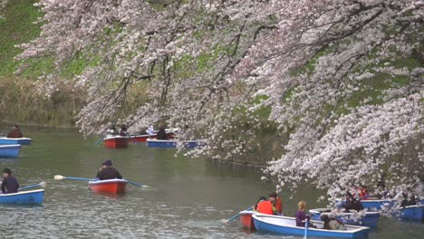 桜の下でボートに乗る観光客