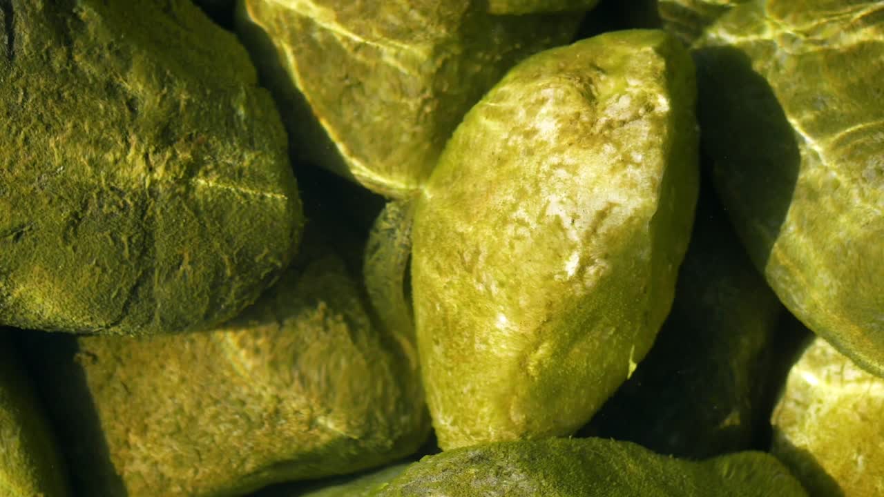 녹색 해조류가 물 에 있는 바위