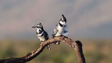 pair of african pied kingfisher birds perch on tree branch in breeze