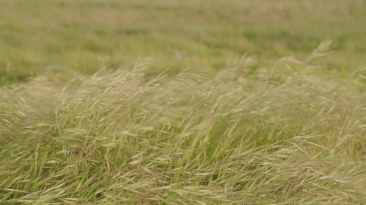 바람이 불어오는 날 초록색 에서 높은 풀이 부드럽게 흔들리고 있다