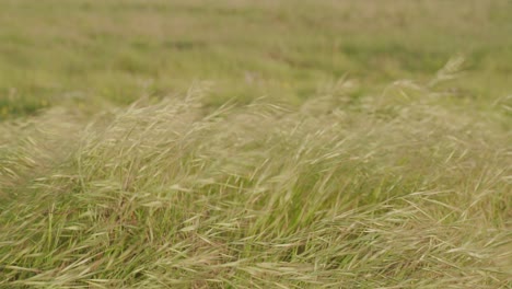 tall grass swaying gently in a lush green field on a windy day