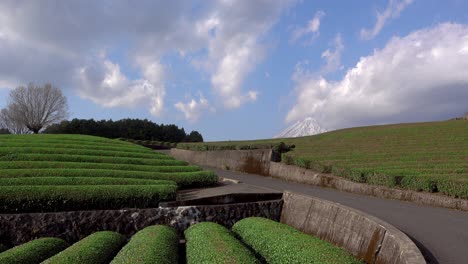 iconic green tea fields and mount fuji at obuchi sasaba in japan