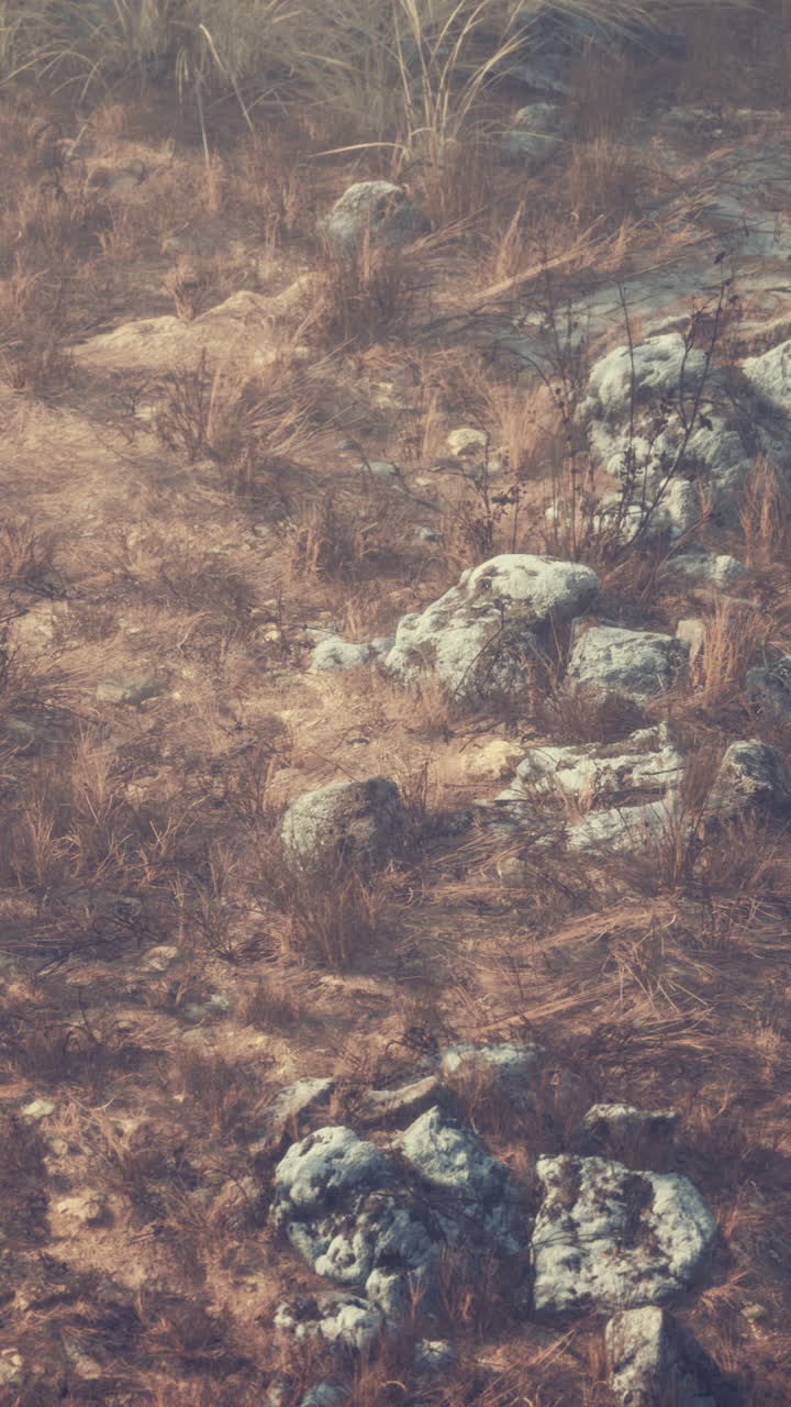 un campo seco con rocas y hierba