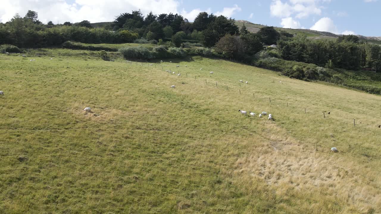 corderos y ovejas pastando en la colina en las montañas de wicklow en un día soleado en irlanda
