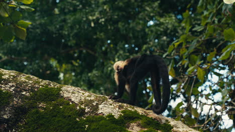capuchin monkeys in natural habitat