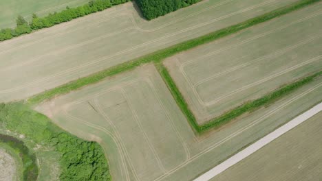 Aerial-birdseye-view-of-ripening-grain-field,-organic-farming,-countryside-landscape,-production-of-food-and-biomass-for-sustainable-management,-sunny-summer-day,-wide-drone-shot-moving-forward