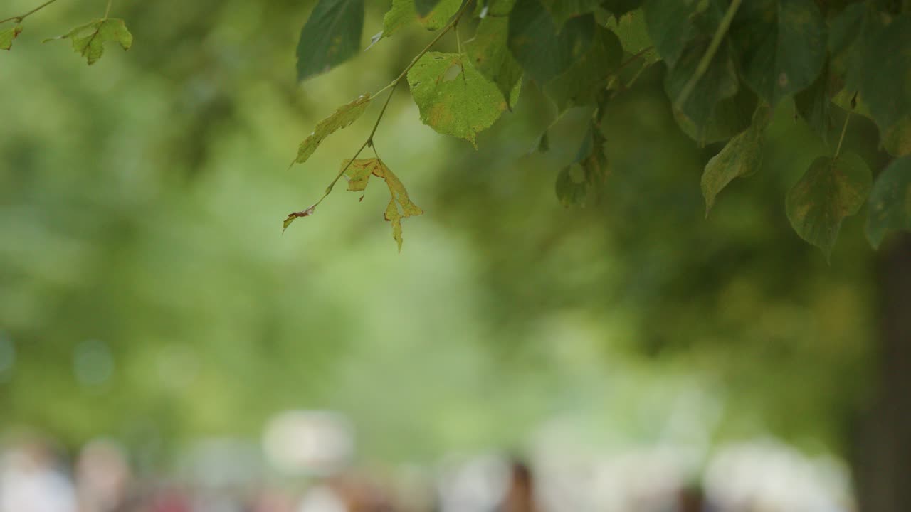 Green tree leaves in sharp focus sway gently in the foreground, while distant people and park scenery remain softly blurred in natural daylight
