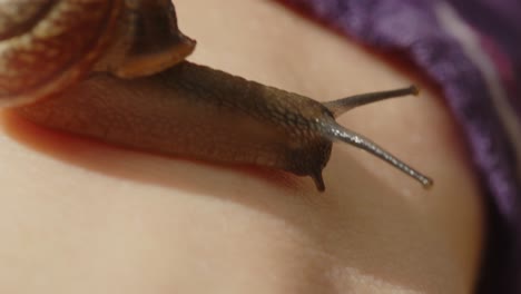 Beautiful-macro-of-a-snail-crawling-over-the-back-of-a-person's-hand