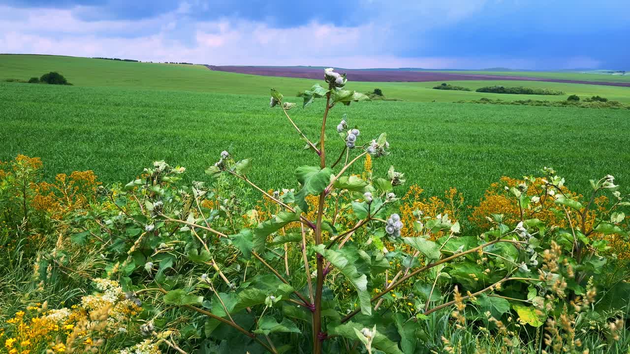 A Verdant Landscape Showcasing Lush Green Fields Under Dramatic Cloudy Skies with a Central Plant Surrounded by Vibrant Wildflowers and Rolling Hills in the Distance