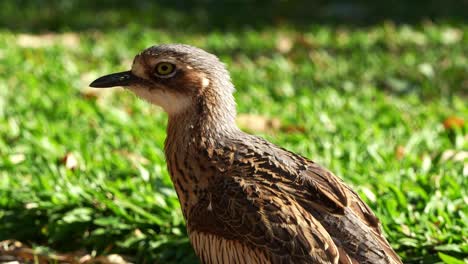 Close-up-shot-of-a-wild-ground-dwelling-bush-stone-curlew,-burhinus-grallarius-perched-motionless-on-the-grassy-field-under-golden-sunlights