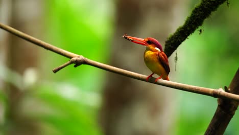 a rufous-backed kingfisher or ceyx rufidorsa bird is eating while perched on a bamboo branch