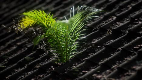 moss and fern on old roof