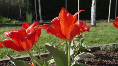 medium view of shiny waxy red orange gradient flowers in garden on sunny day