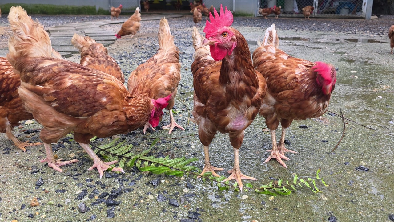Close-up view of free-range brown chickens pecking at fresh green leaves on wet ground at a traditional farm in Khao Lak, Thailand.
