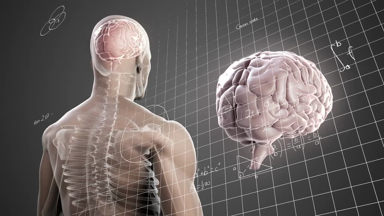 Animation of human anatomy with brain and math equations on school grid background